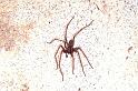 Tegenaria_parietina_P1146_Z_75_Les Gris_Frankrijk